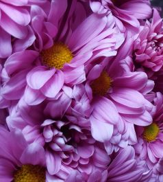 Хризантема кустовая фиолетовая